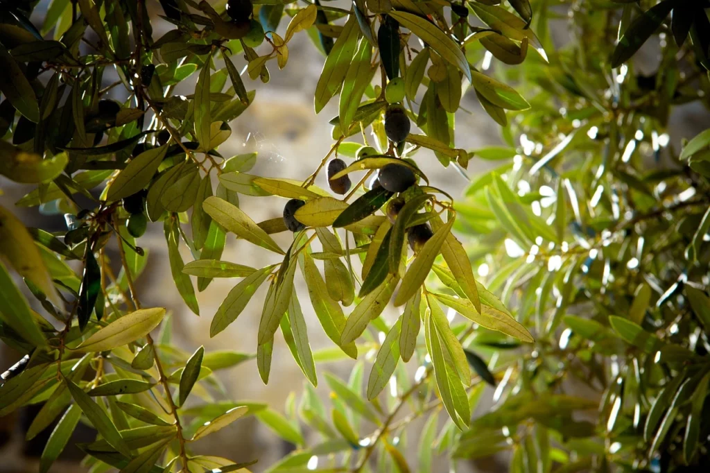 feuilles oliviers et olives