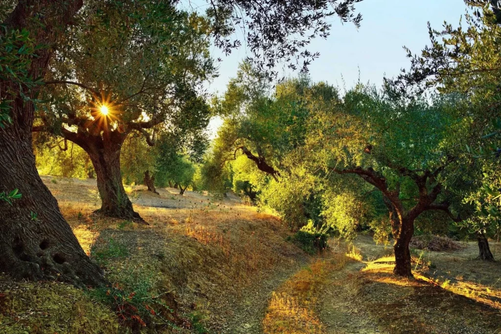 Promenade sous les Olivier et le soleil